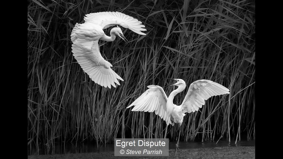 07_Egret Dispute_Steve Parrish